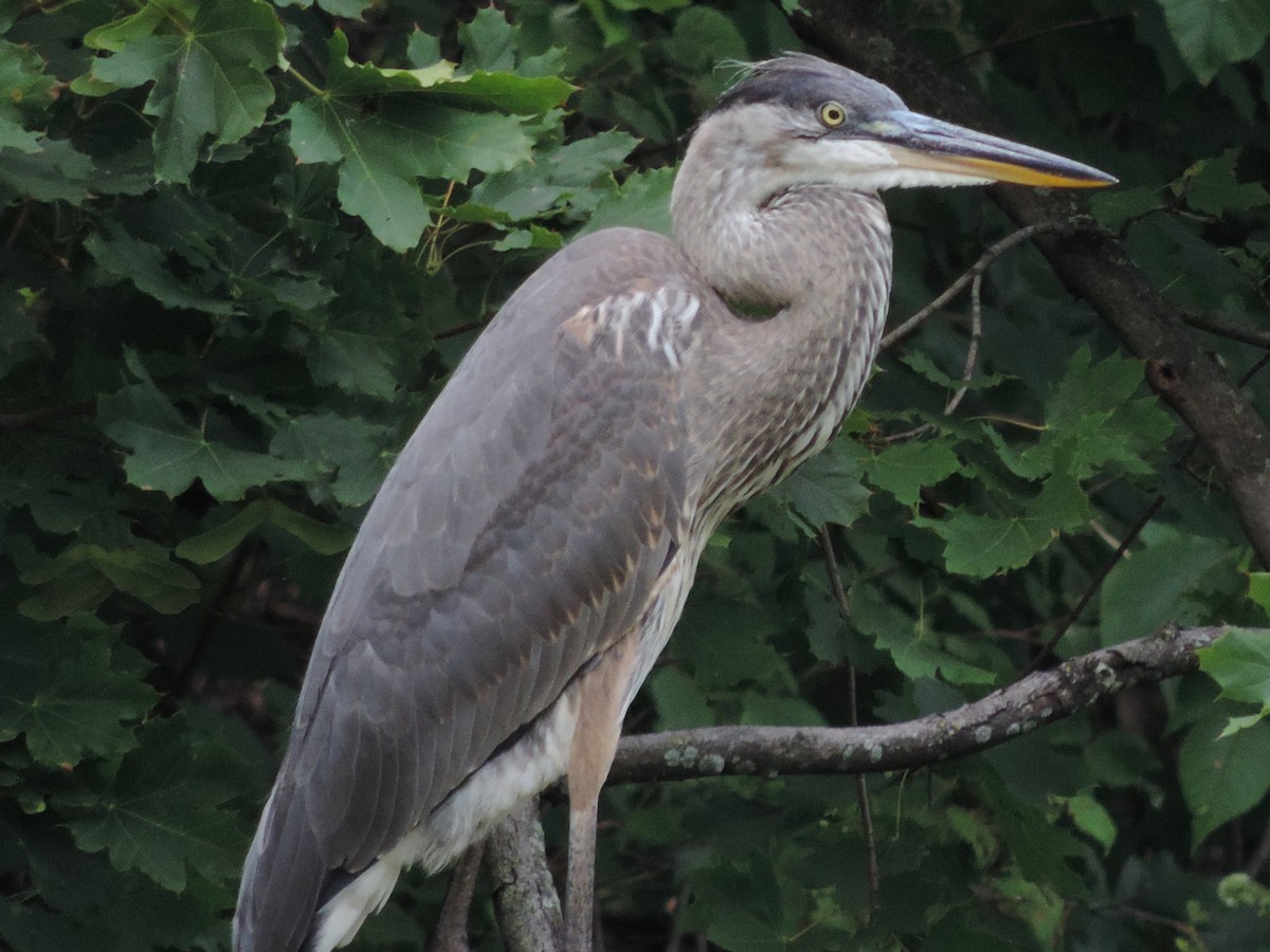 Great Blue Heron - ML64682421