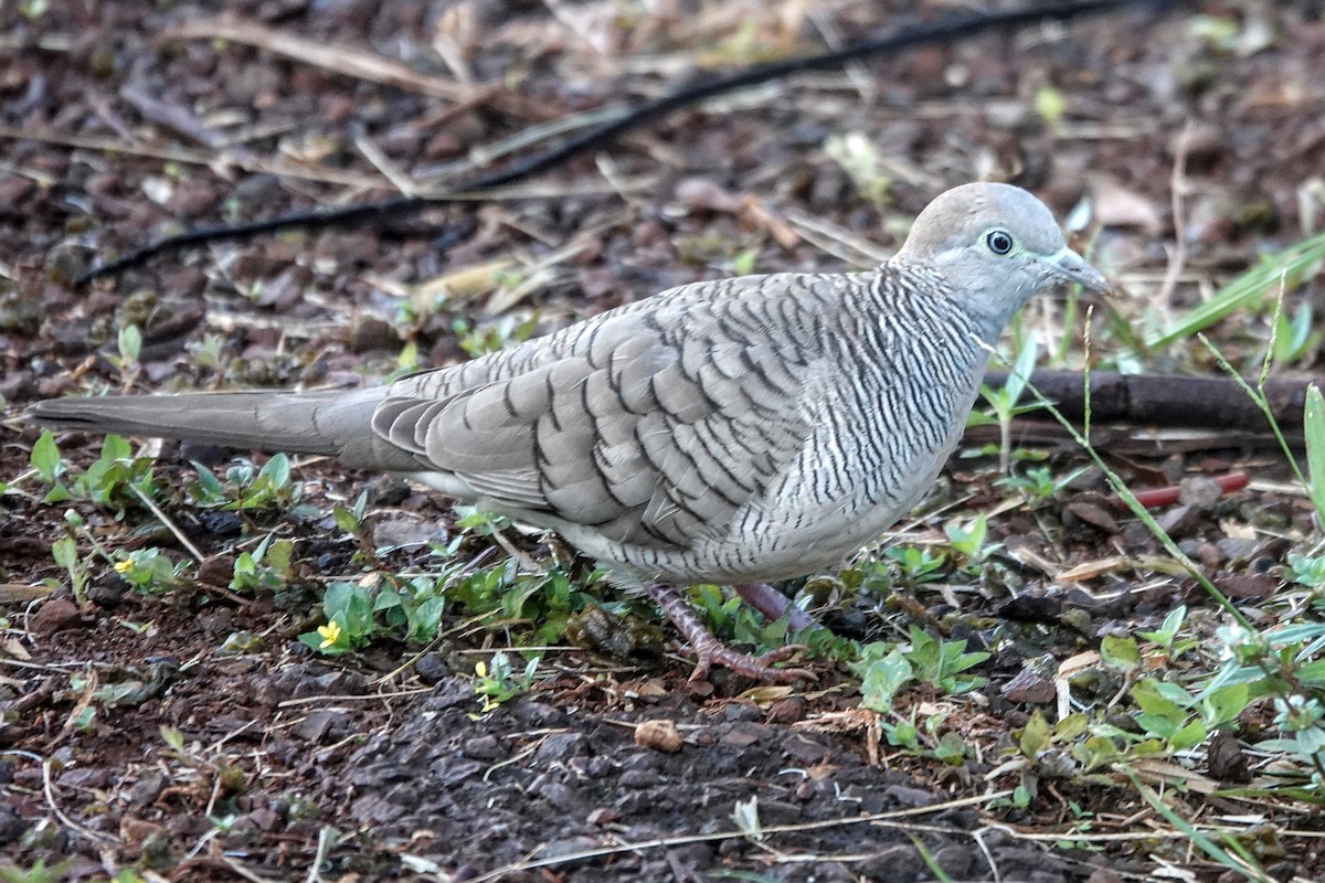 Zebra Dove - ML646824210