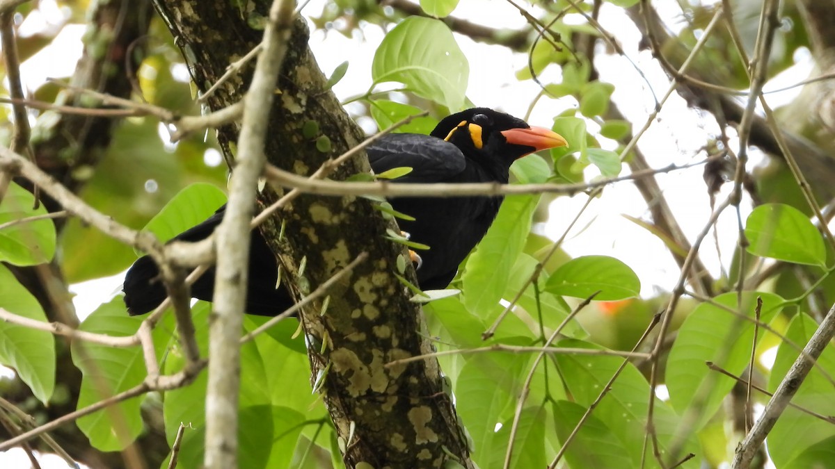 九官鳥 - ML646824212