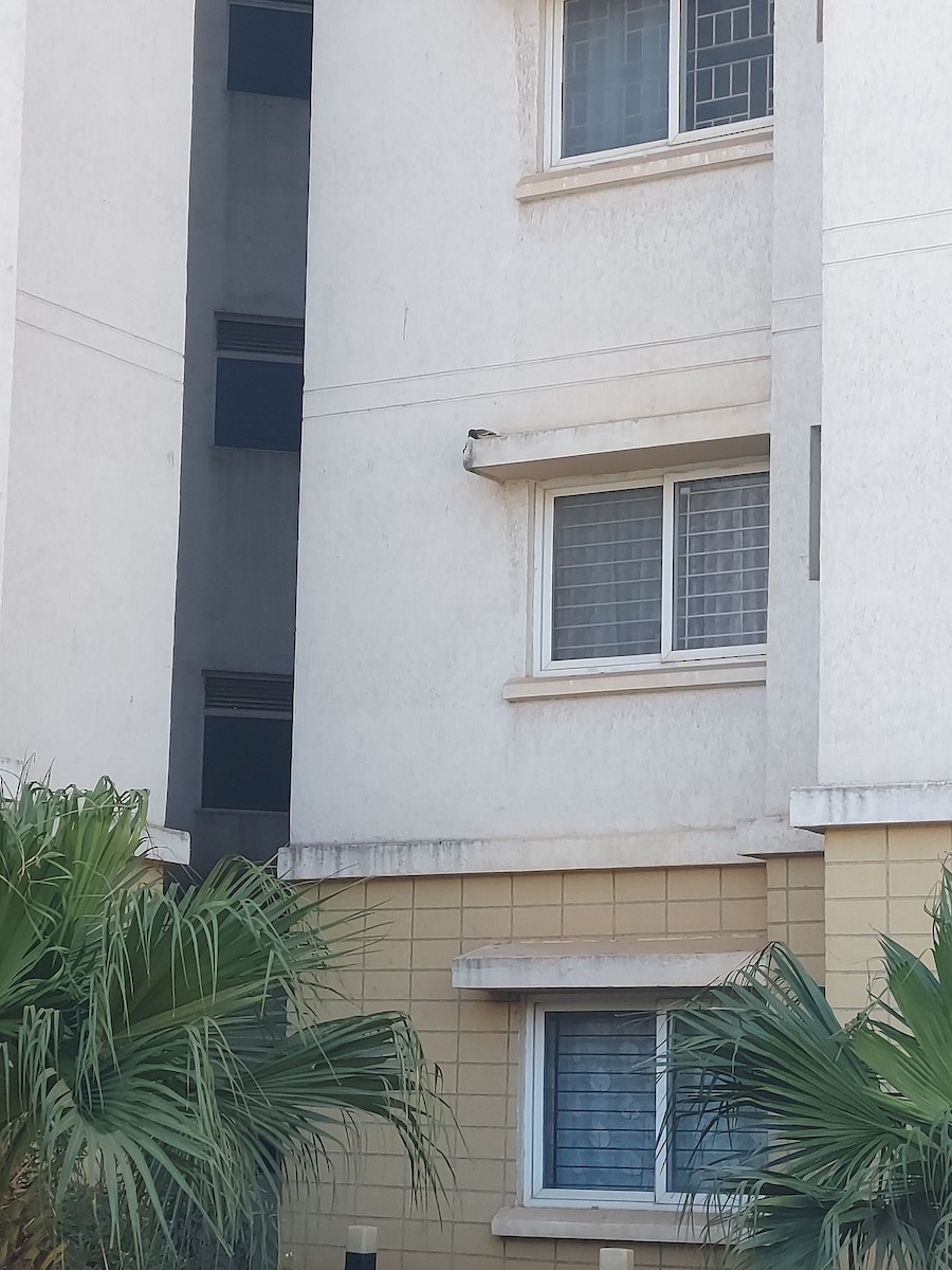 Rufous Treepie - ML646824213