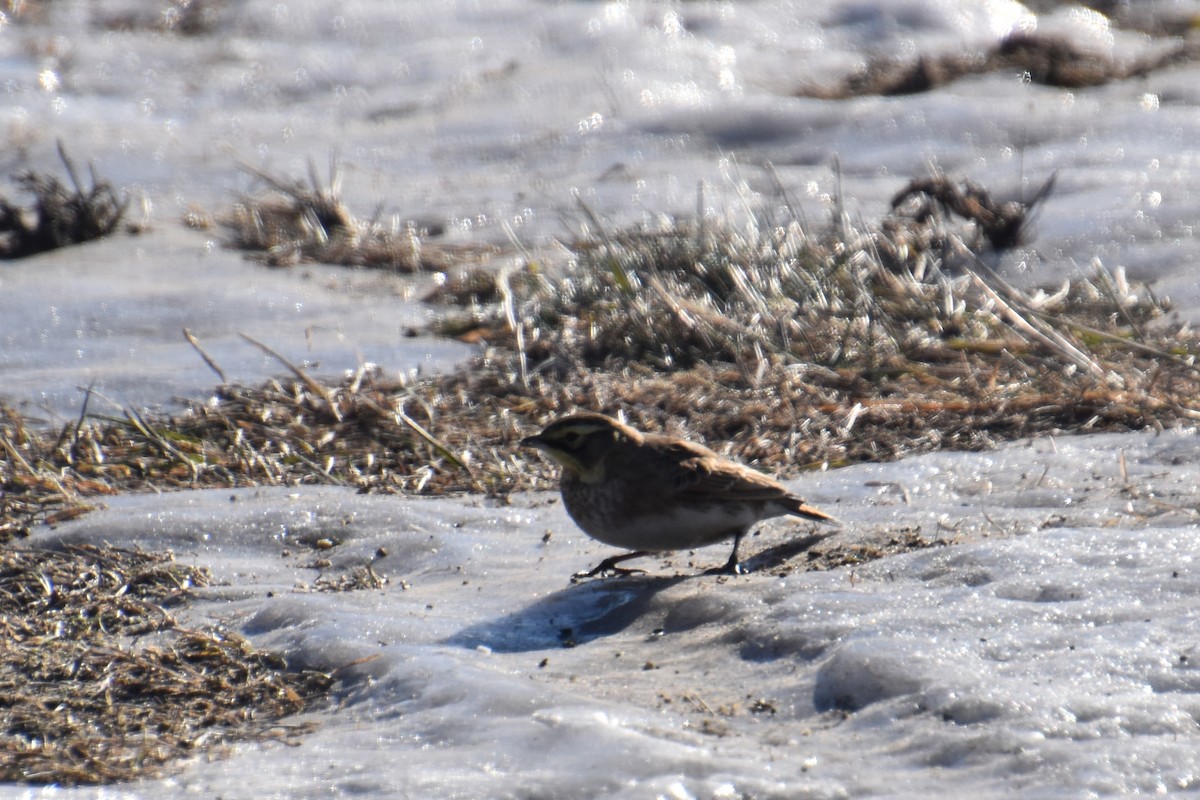 Рогатый жаворонок - ML646824214