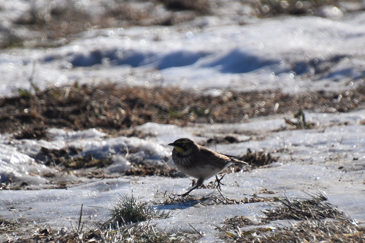Рогатый жаворонок - ML646824220