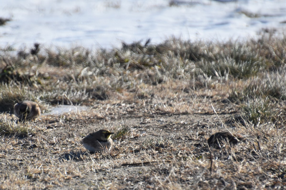 Рогатый жаворонок - ML646824221