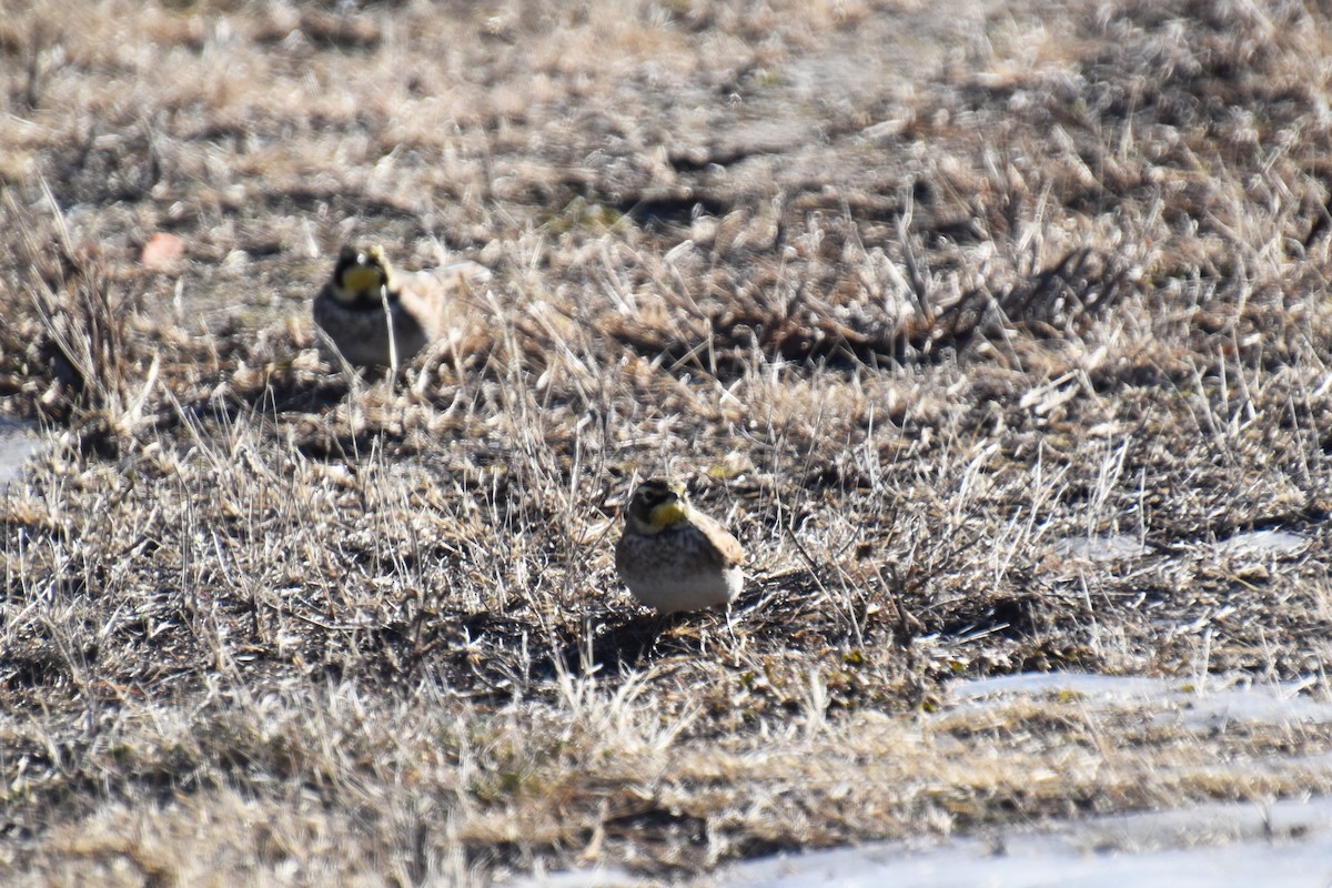 Рогатый жаворонок - ML646824222