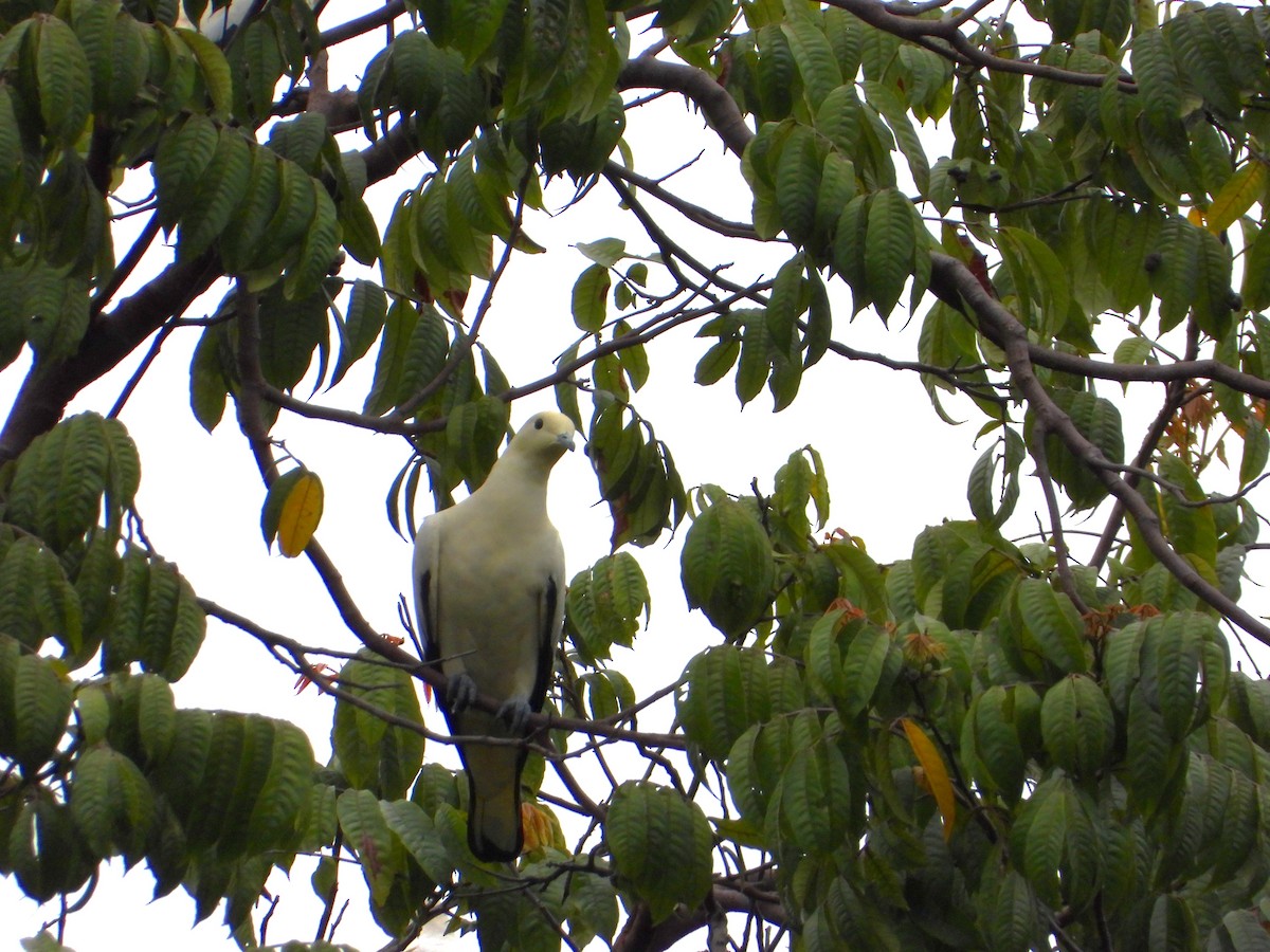 Pied Imperial-Pigeon - ML646824223