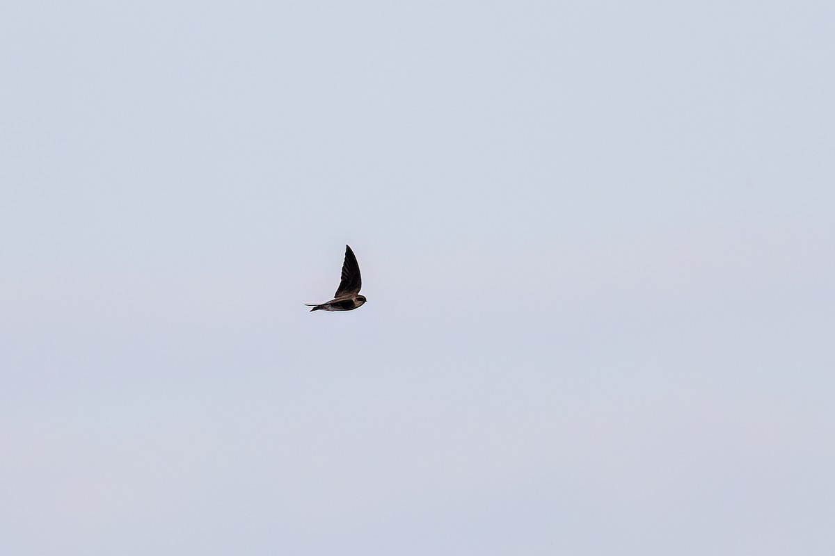 棕沙燕 - ML646824225