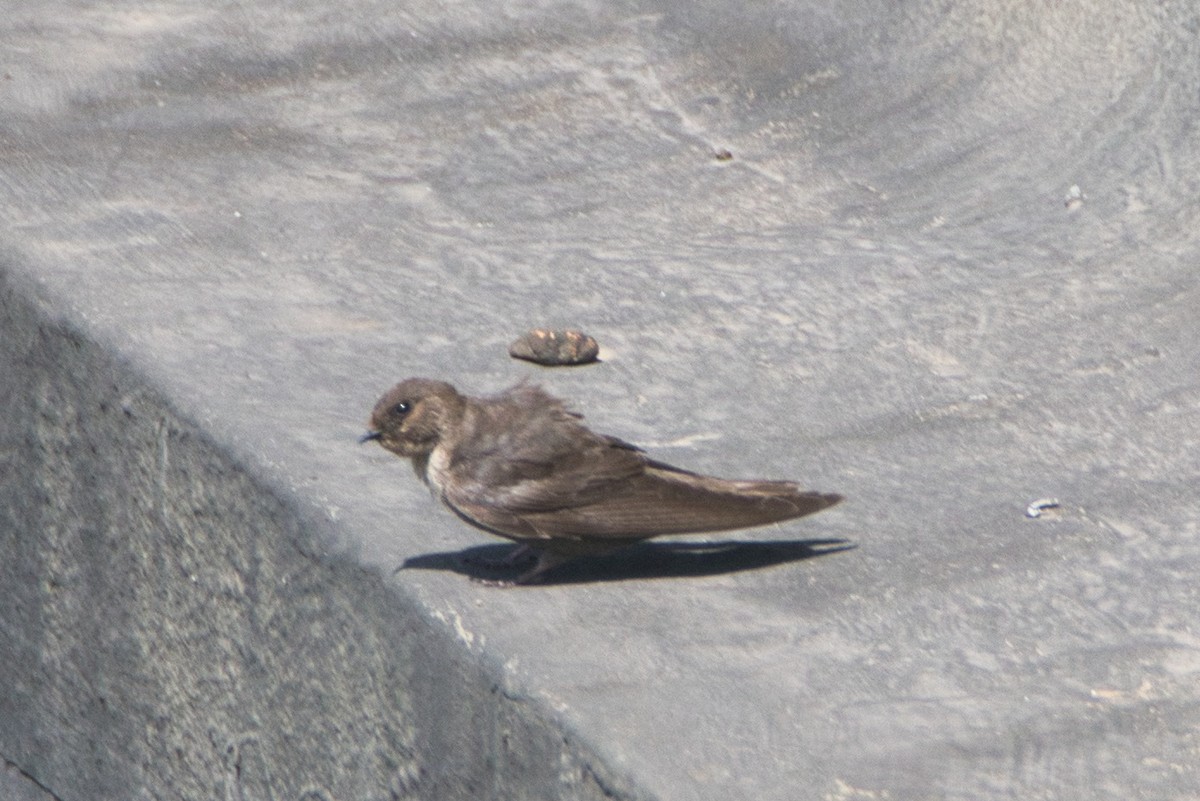 Dusky Crag-Martin - ML646824226