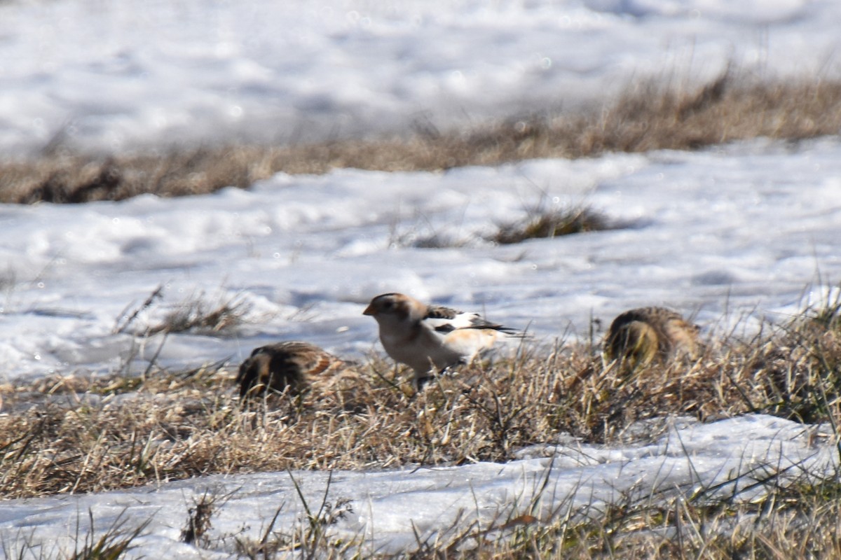 Пуночка - ML646824229