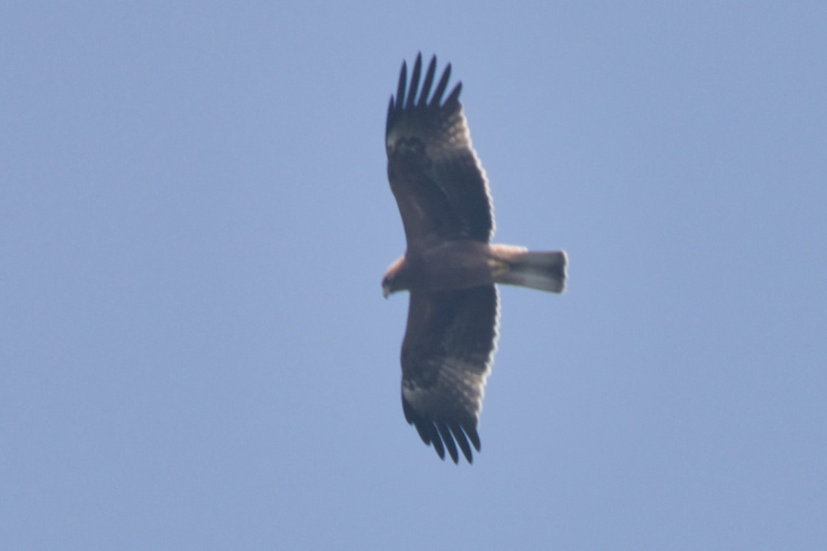 靴隼鵰 - ML646824230