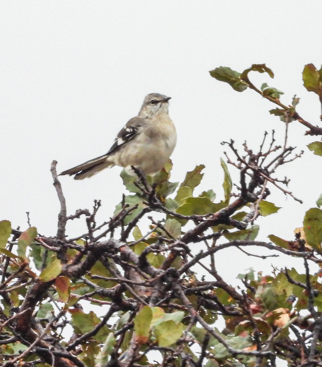 Northern Mockingbird - ML646824231