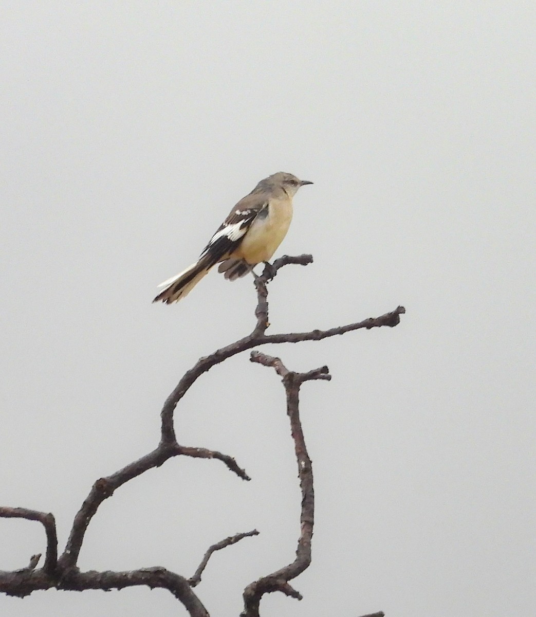 Northern Mockingbird - ML646824232