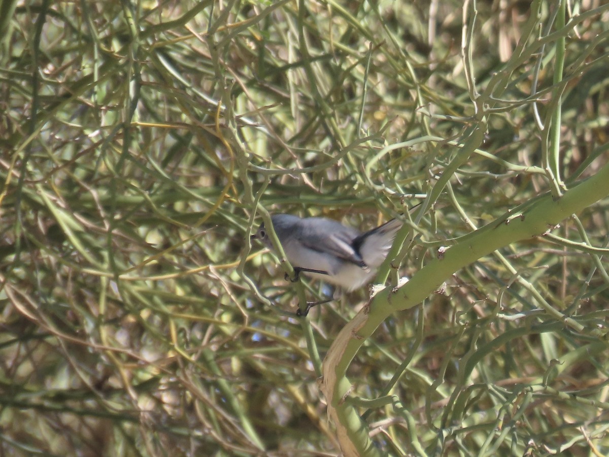 Blue-gray Gnatcatcher (Western) - ML646824233