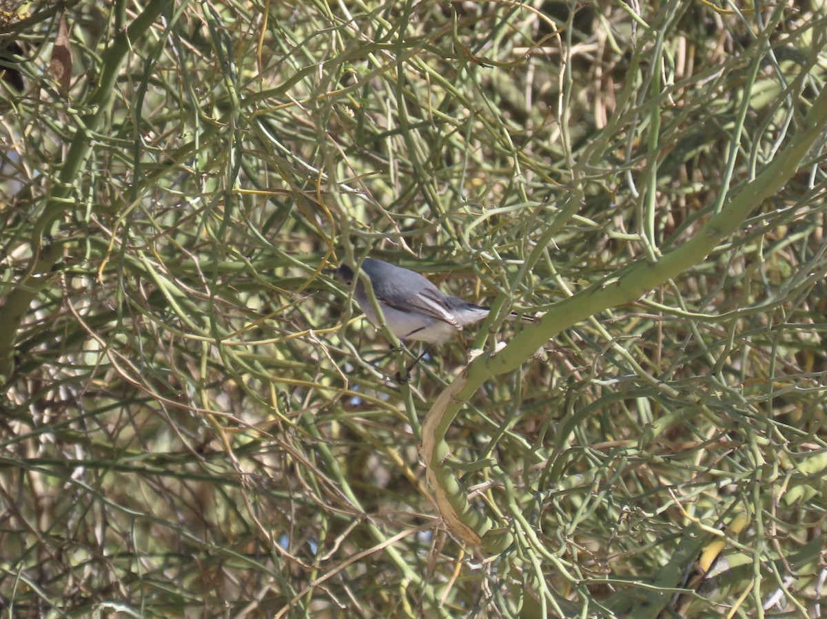 Blue-gray Gnatcatcher (Western) - ML646824234