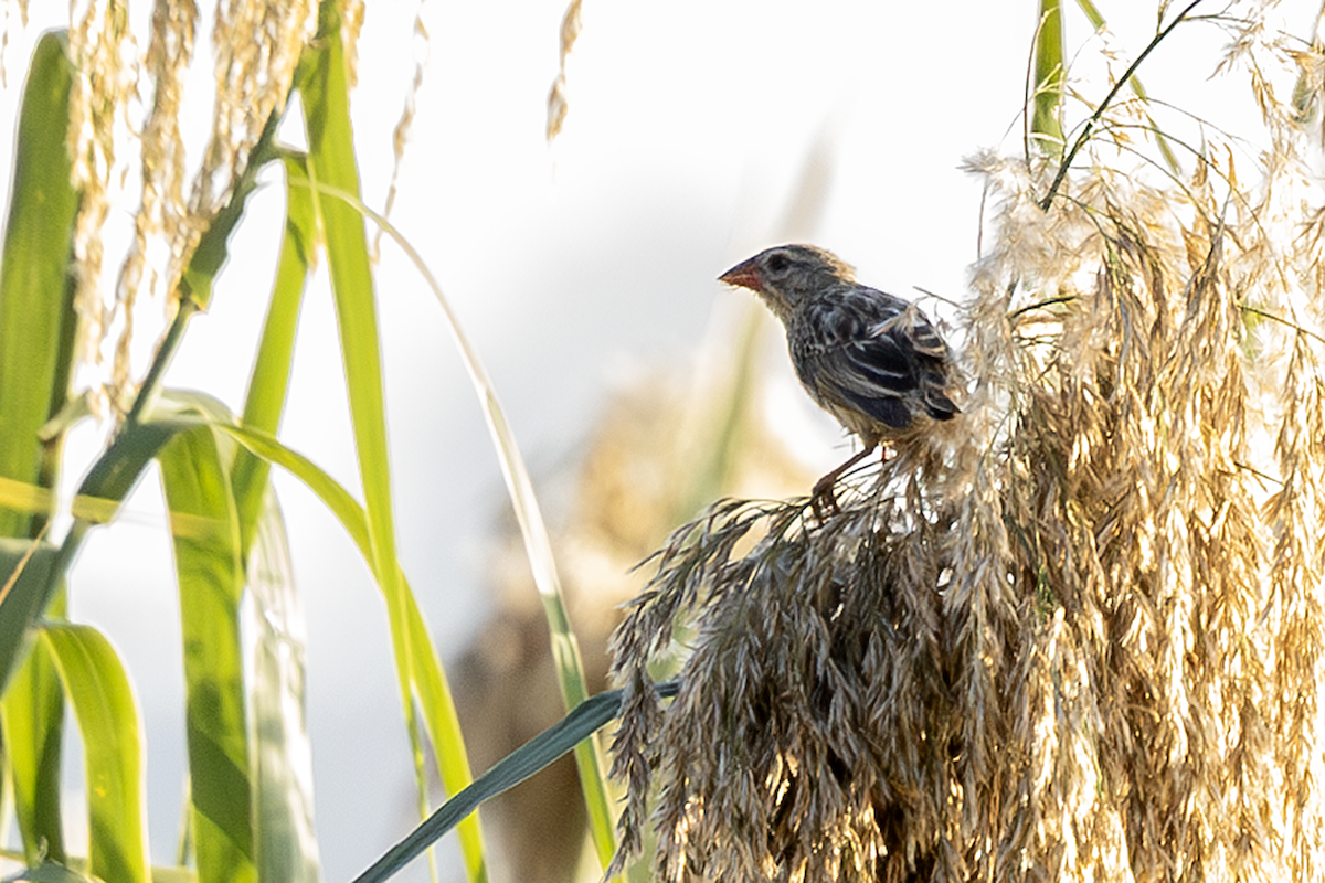 Красноклювая квелия - ML646824236