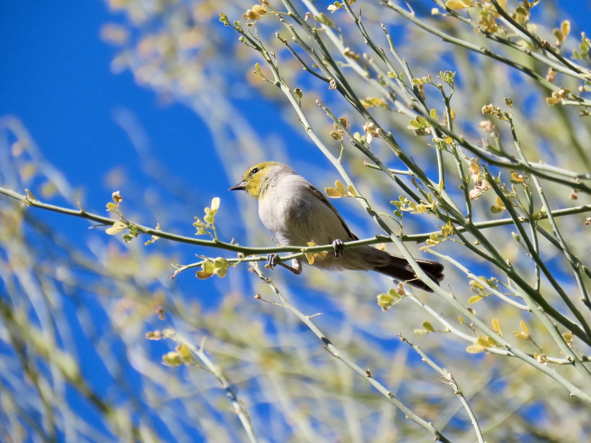 Verdin - ML646824237