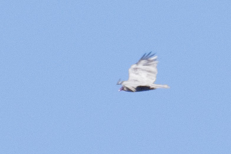 Turkey Vulture - ML646824238