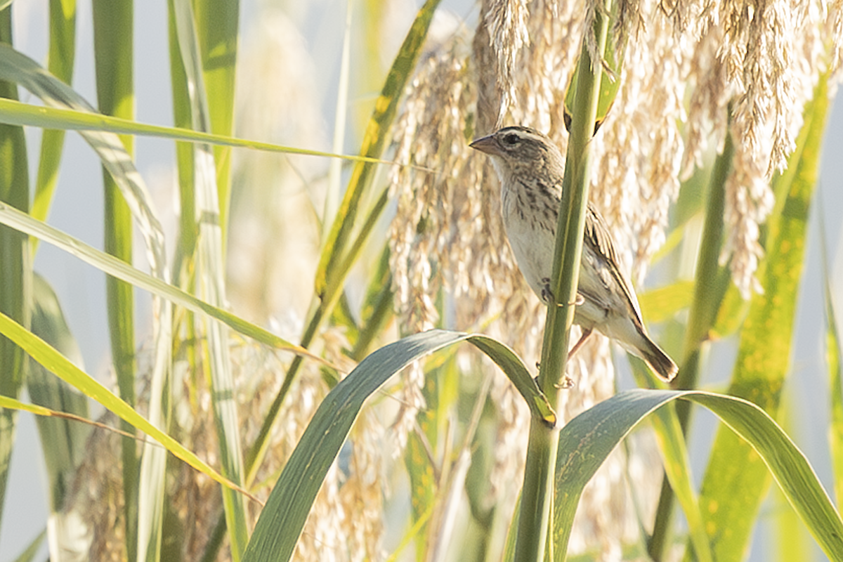 Золотистый ткачик - ML646824239