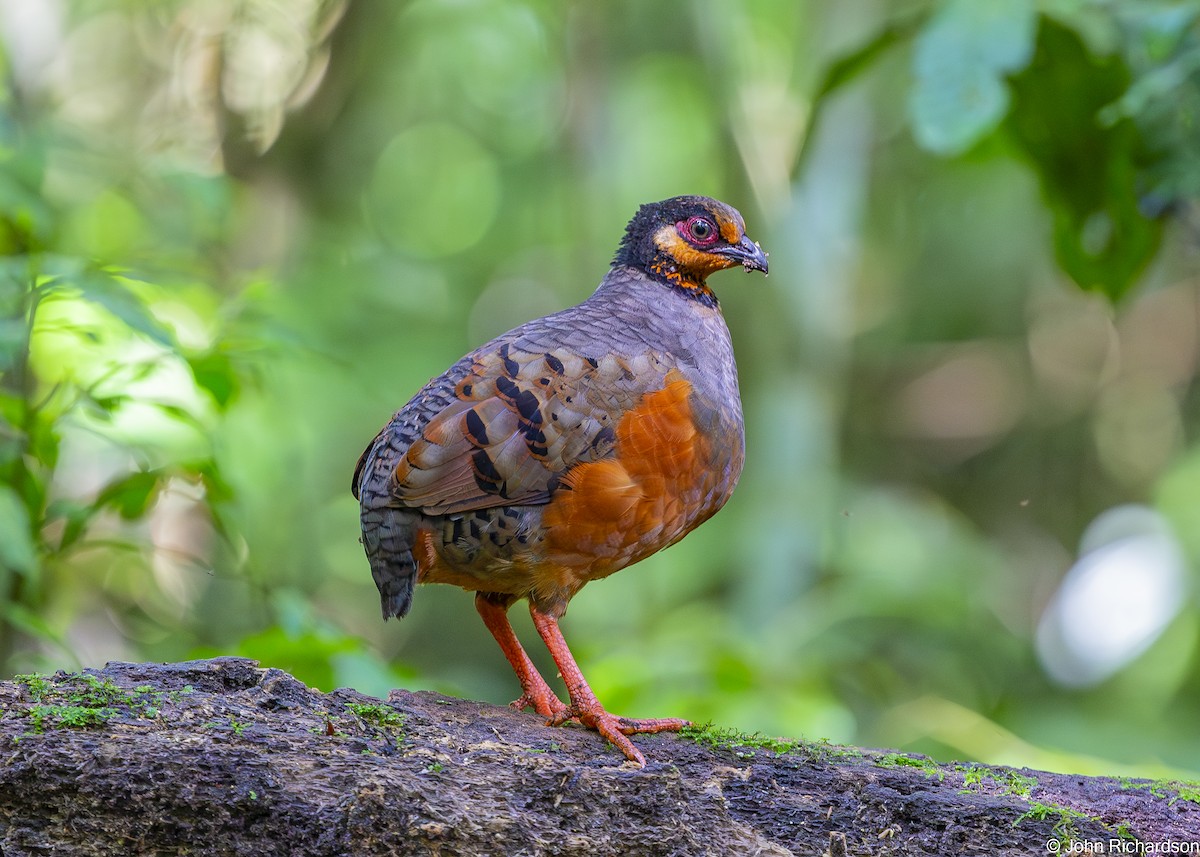 Chestnut-bellied Partridge - ML646824244