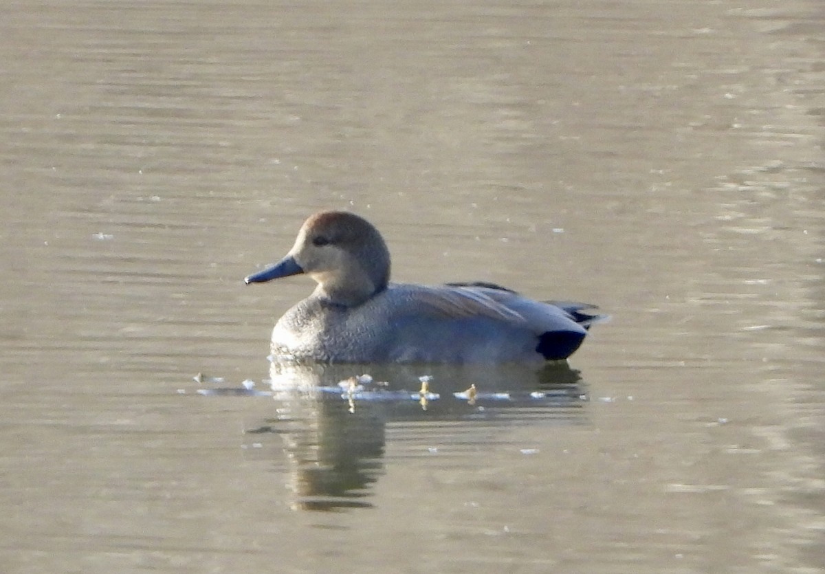 赤膀鴨 - ML646824245