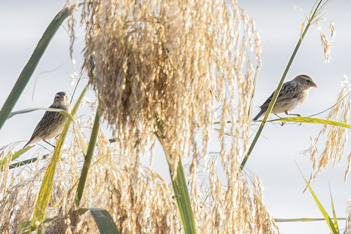 Золотистый ткачик - ML646824246