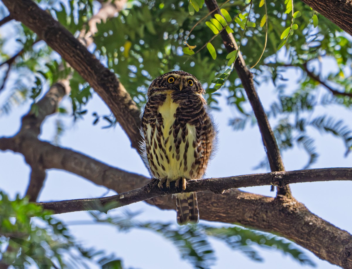 Wachtelzwergkauz - ML646824252