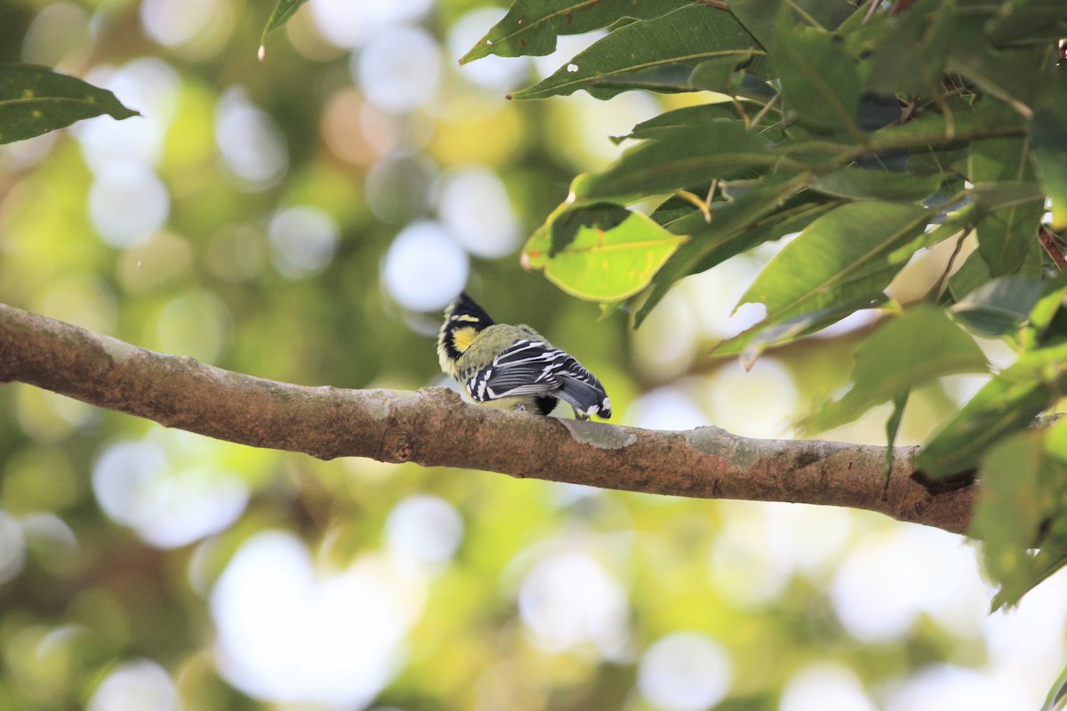 Indienkronenmeise - ML646824267