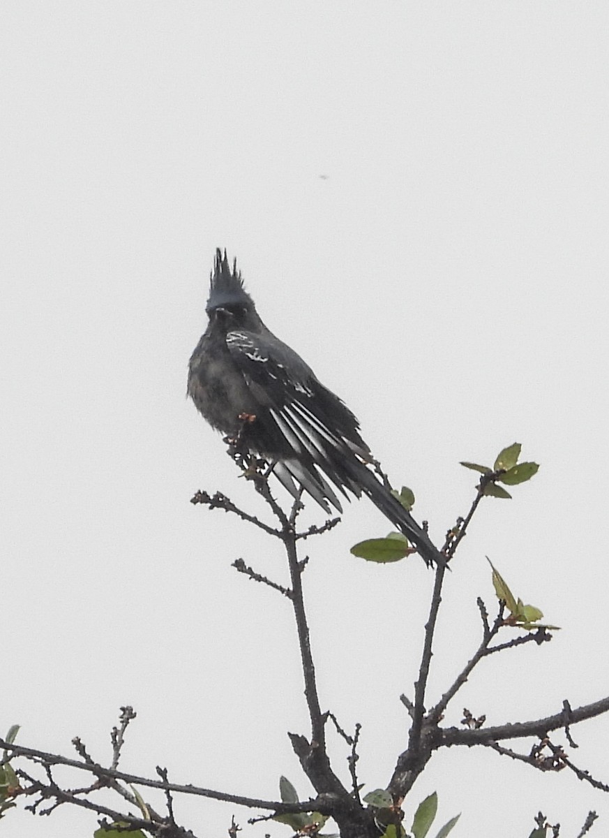 Trauerseidenschnäpper - ML646824269