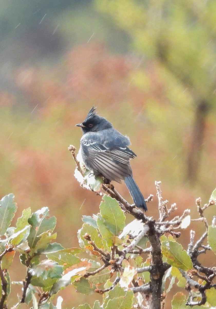 Capulinero Negro - ML646824270