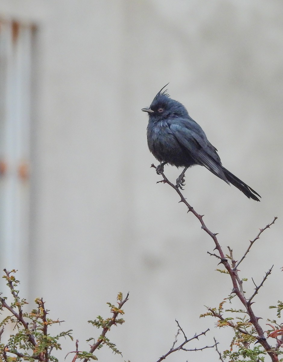 Trauerseidenschnäpper - ML646824271