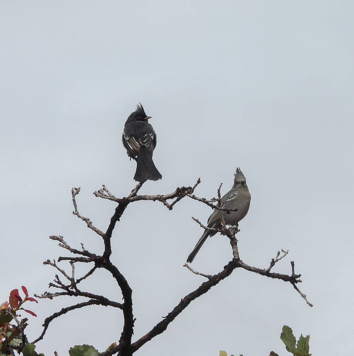 Capulinero Negro - ML646824272