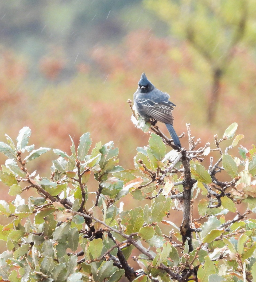 Capulinero Negro - ML646824273