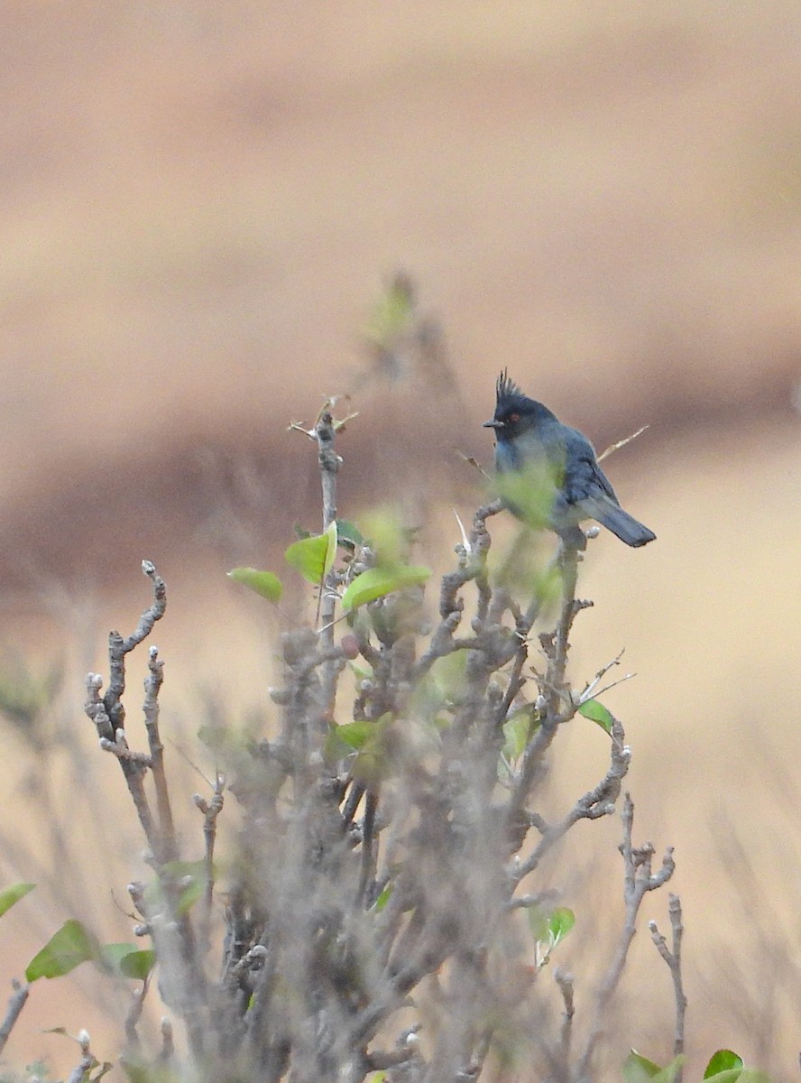 Capulinero Negro - ML646824274