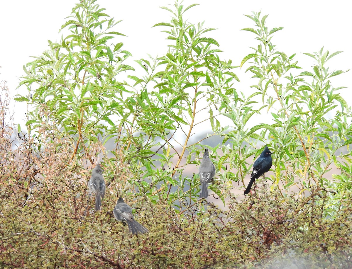 Capulinero Negro - ML646824275