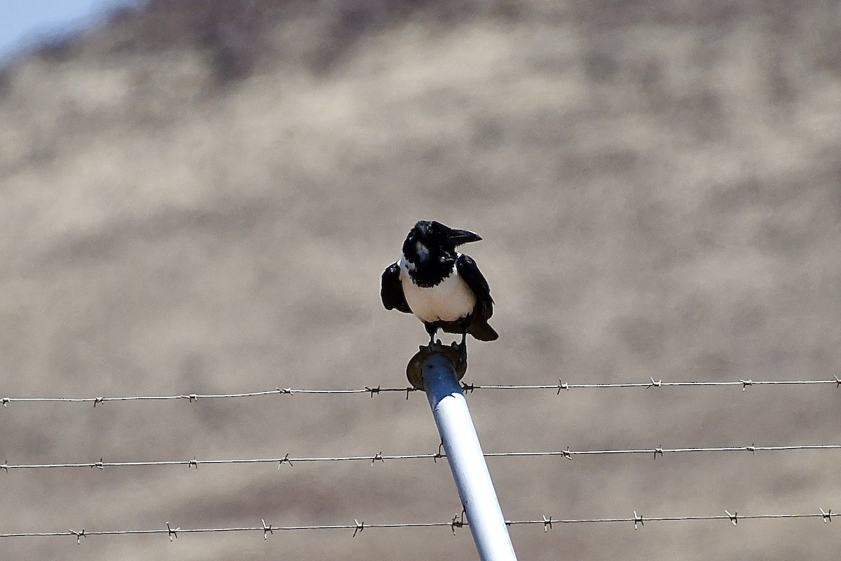 Schildrabe - ML646824277