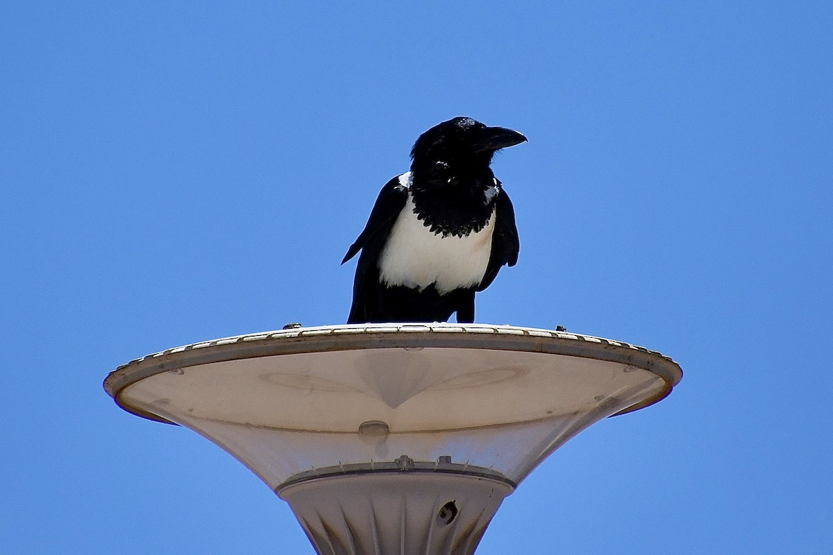 Schildrabe - ML646824278