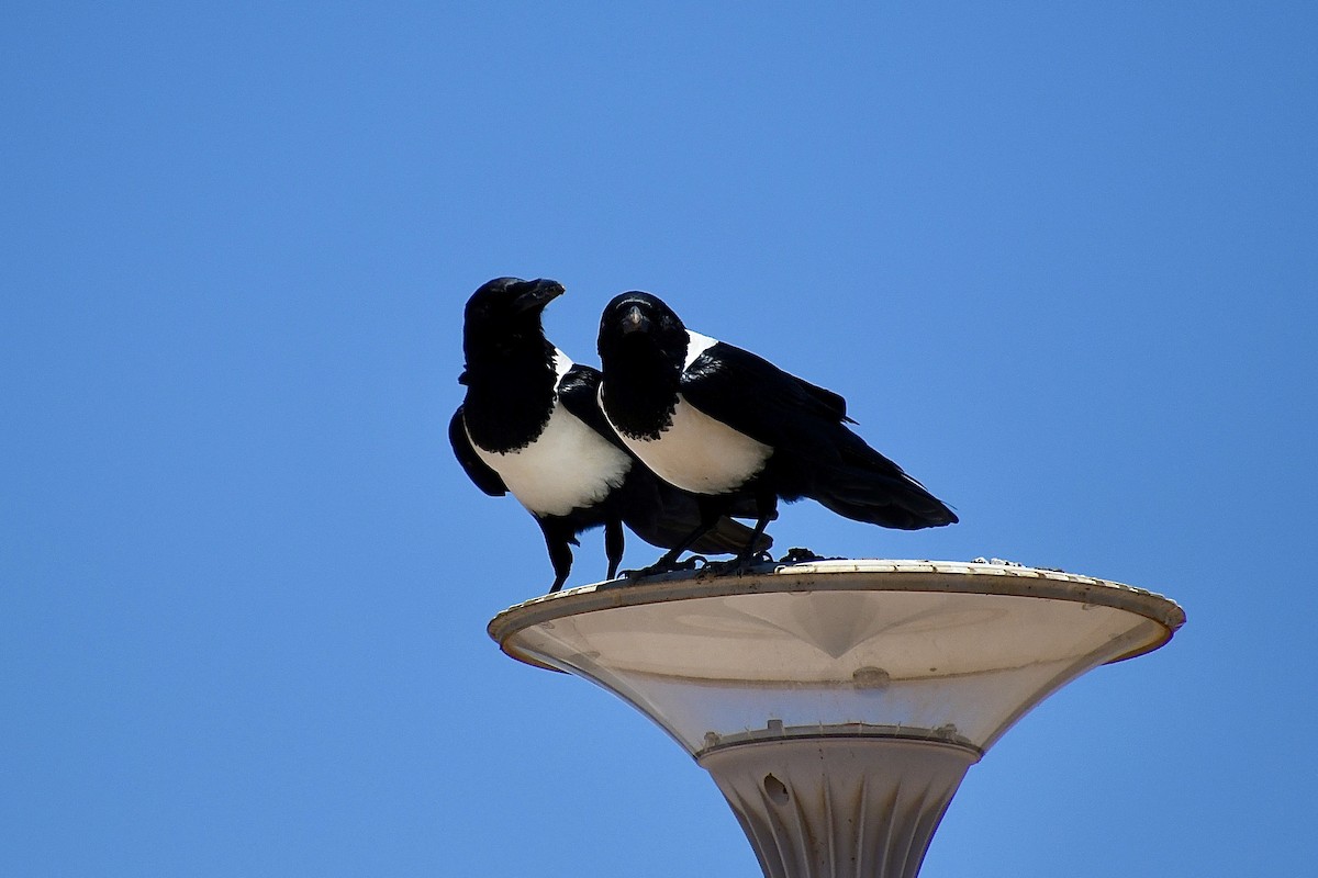 Schildrabe - ML646824279