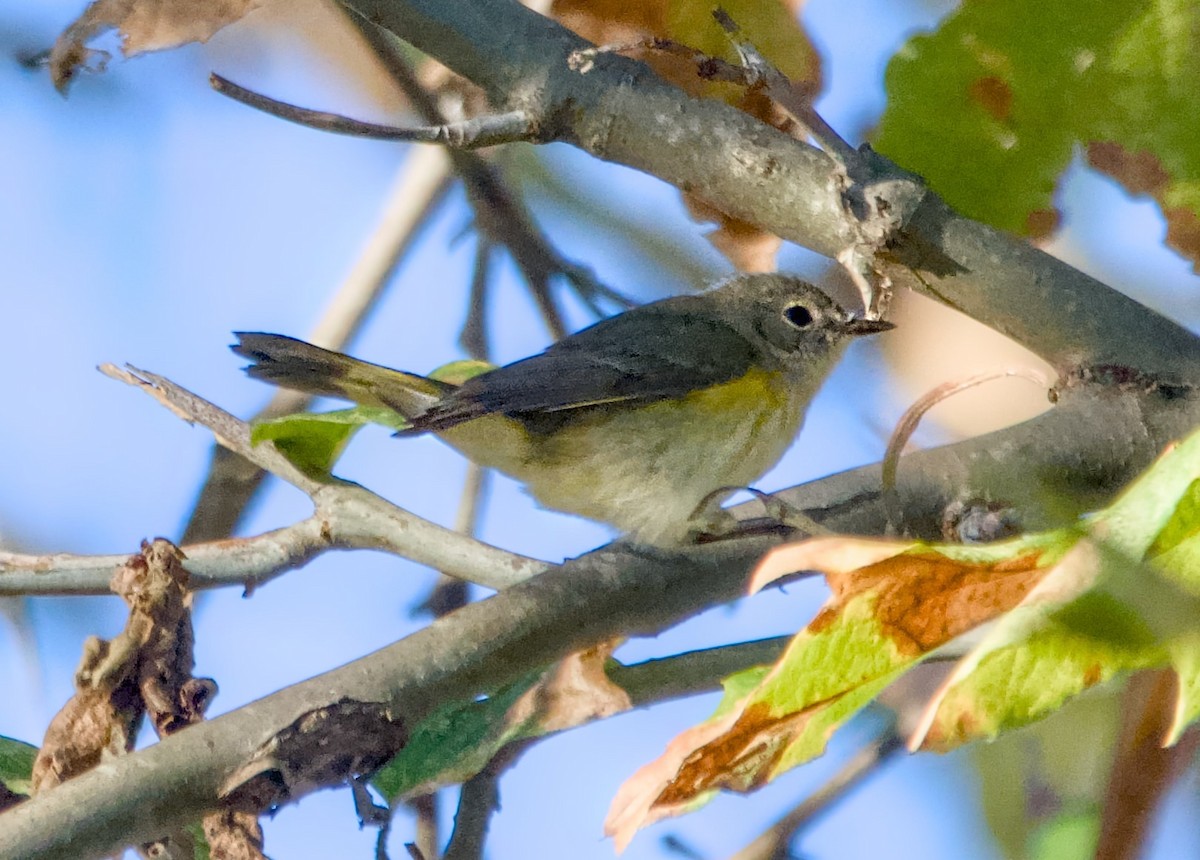 סבכון חכלילי - ML646824280