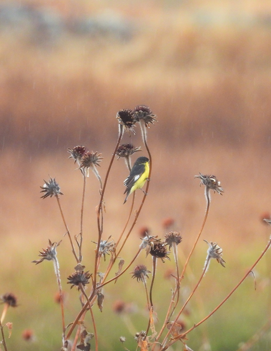 Jilguero Menor - ML646824281