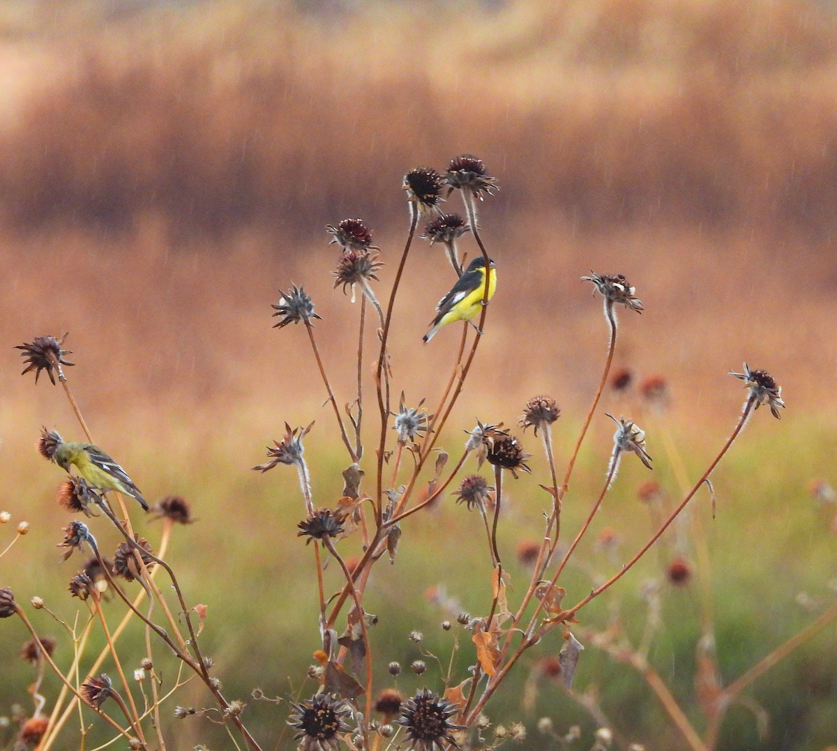 Jilguero Menor - ML646824282