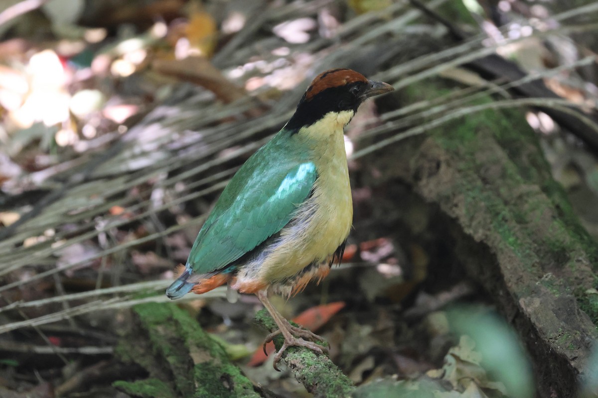 Lärmpitta - ML646824283