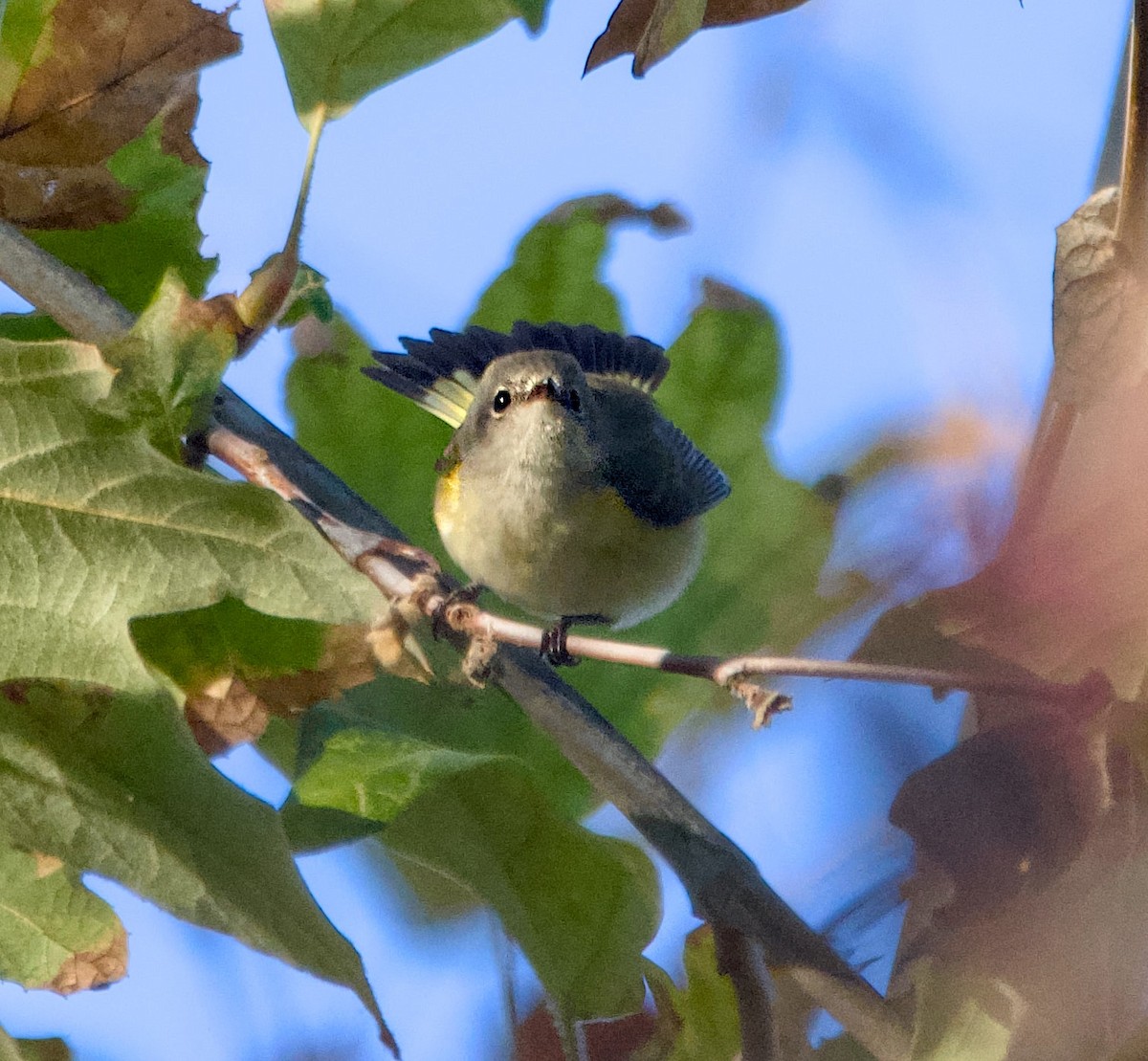 סבכון חכלילי - ML646824285