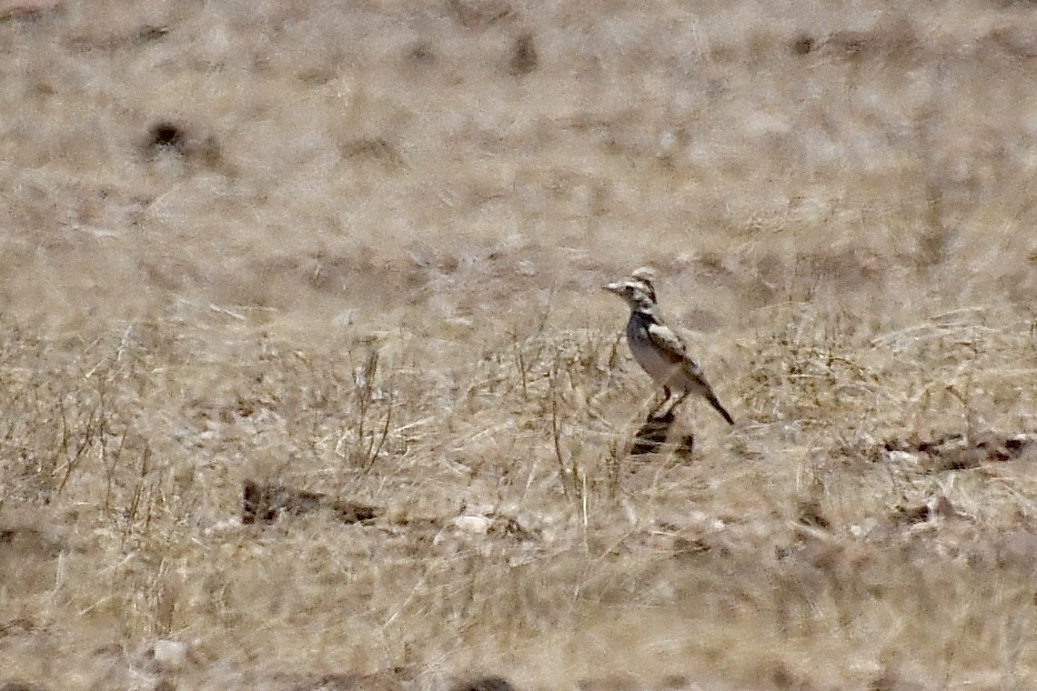 Falblerche - ML646824286