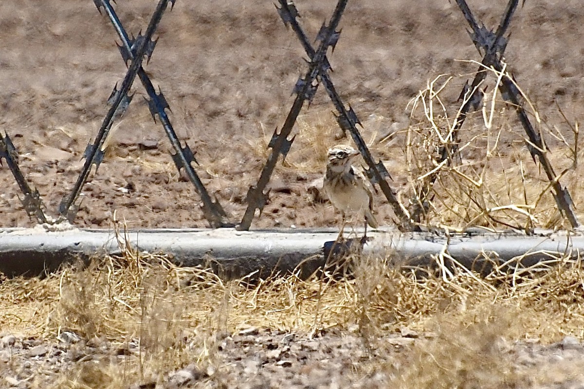 Falblerche - ML646824287