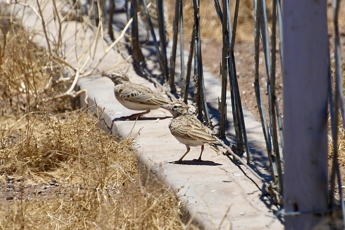 Falblerche - ML646824288