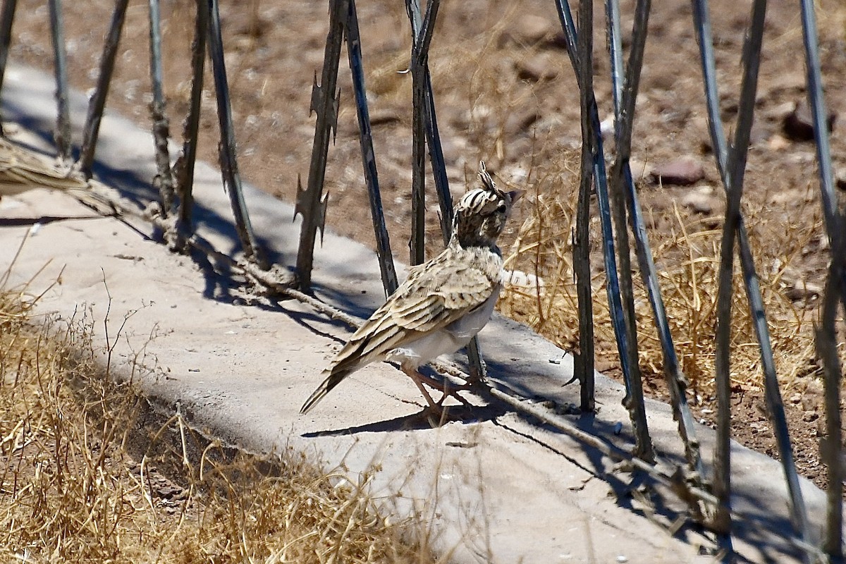 Falblerche - ML646824289