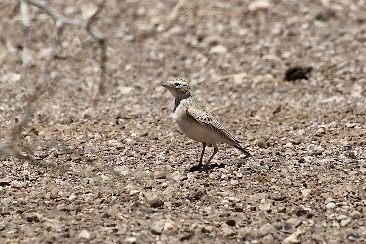 Falblerche - ML646824290