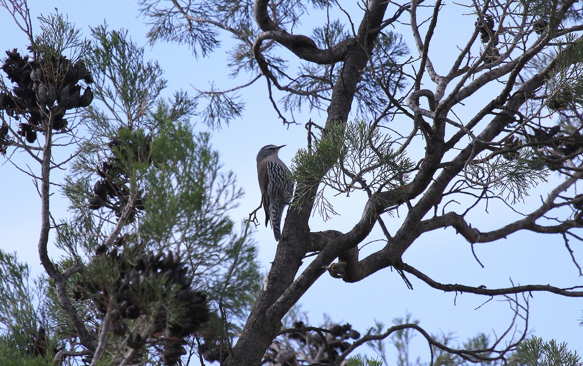 White-browed Treecreeper - ML646824292