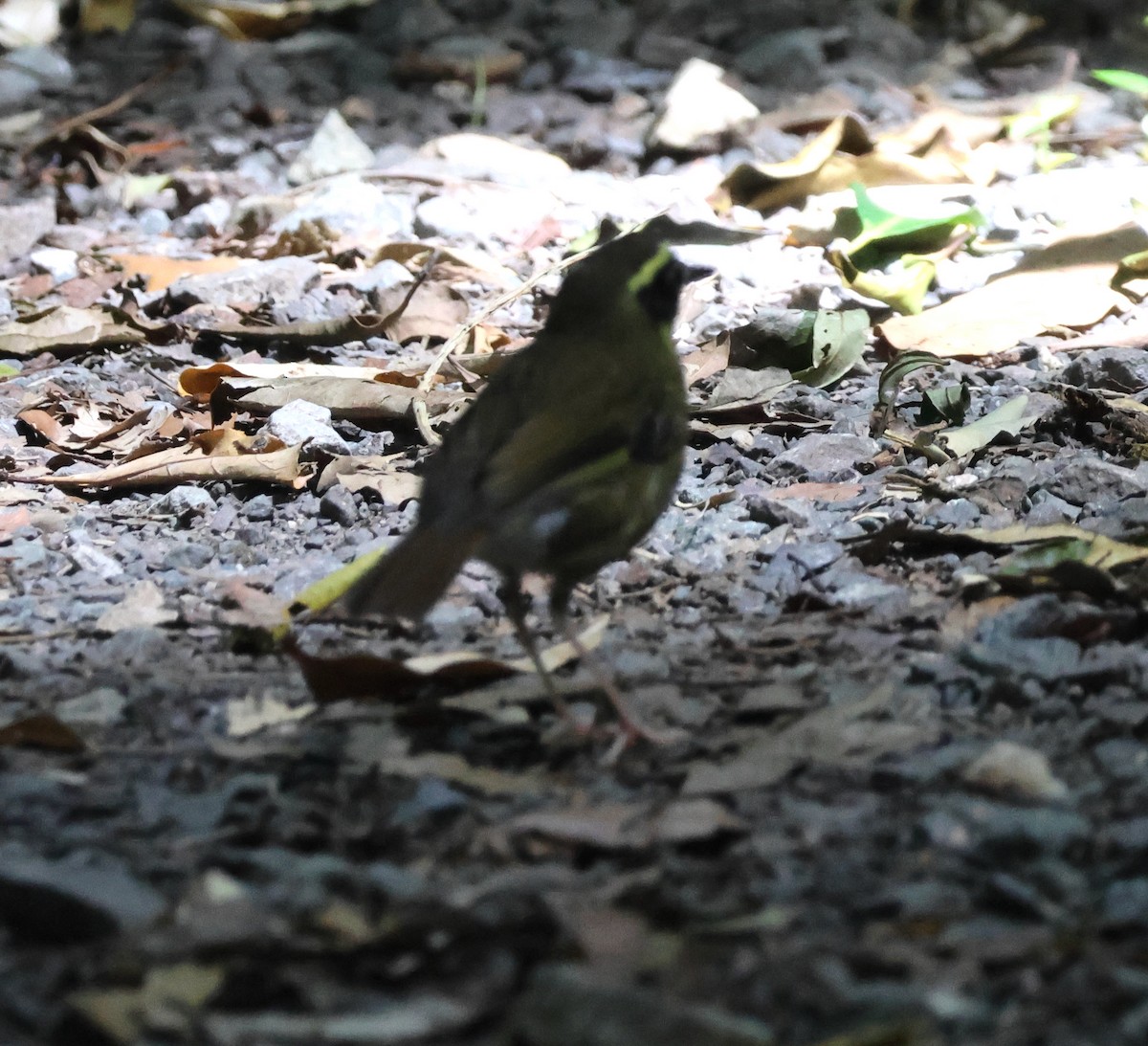 Gelbkehlsericornis - ML646824293