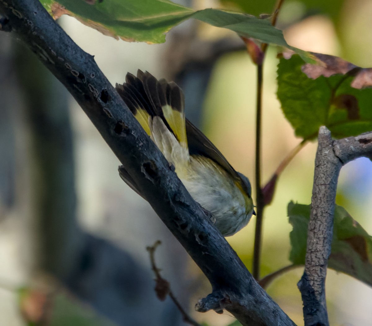 סבכון חכלילי - ML646824295