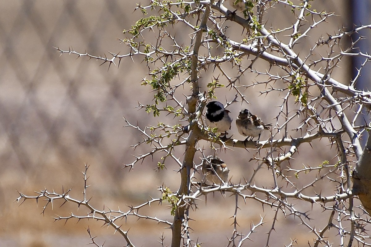 Kapsperling - ML646824296